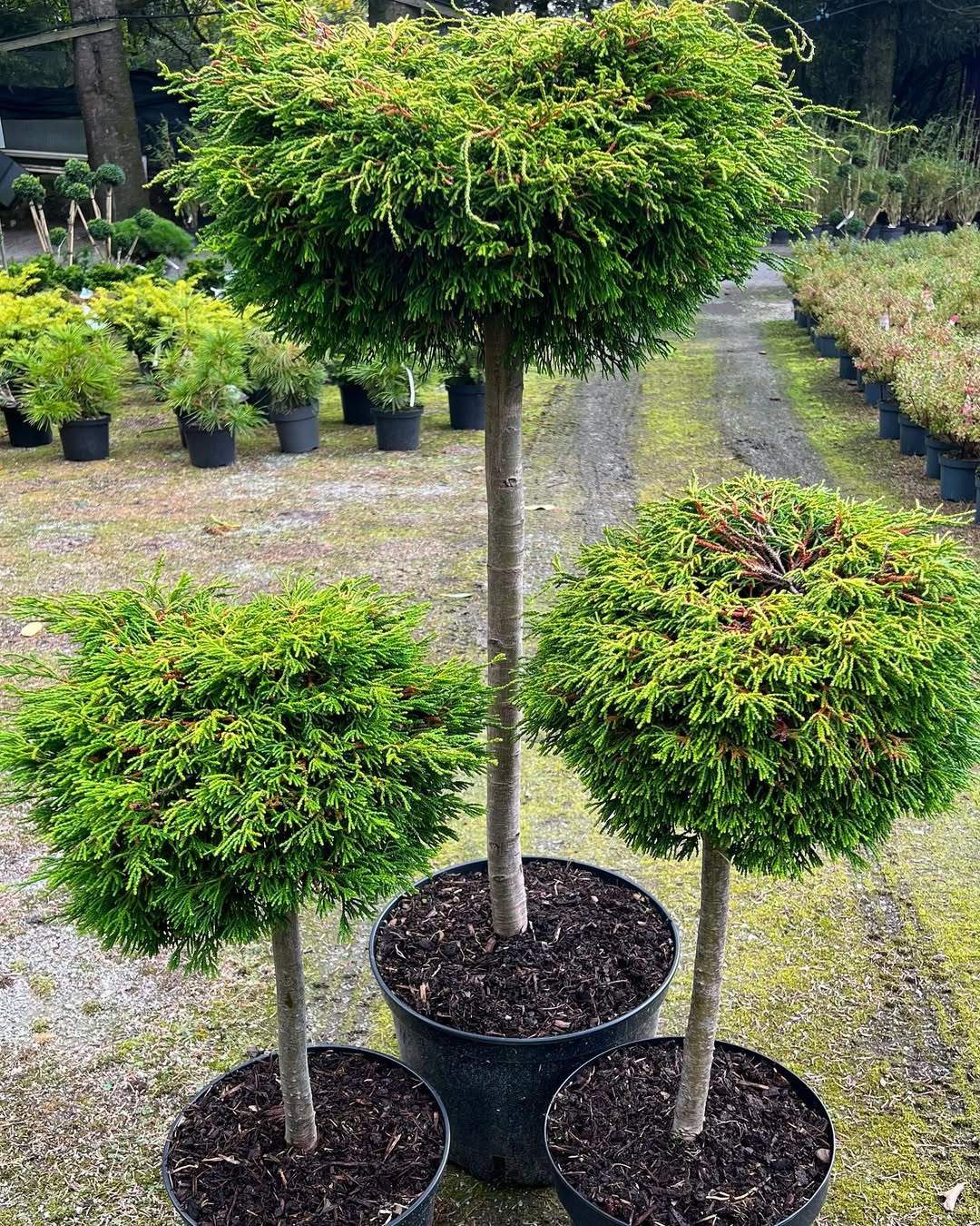 Slender Hinoki Cypress (Chamaecyparis obtusa ‘Gracilis’)