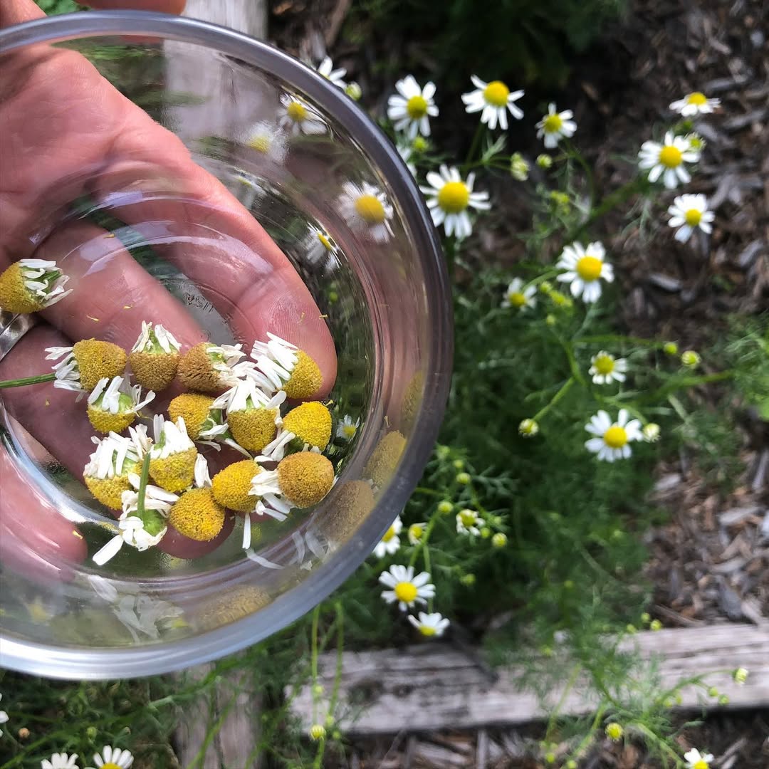 Chamomile Seeds