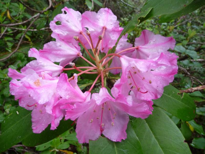 Coast Rhododendron (Rhododendron macrophyllum),