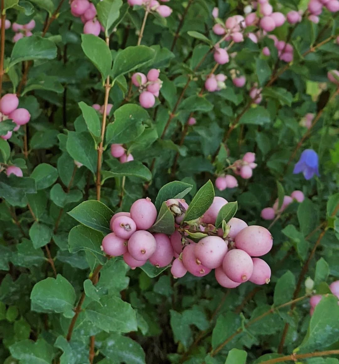 Coralberry or Symphoricarpos orbiculatus is a beautiful addition to any garden