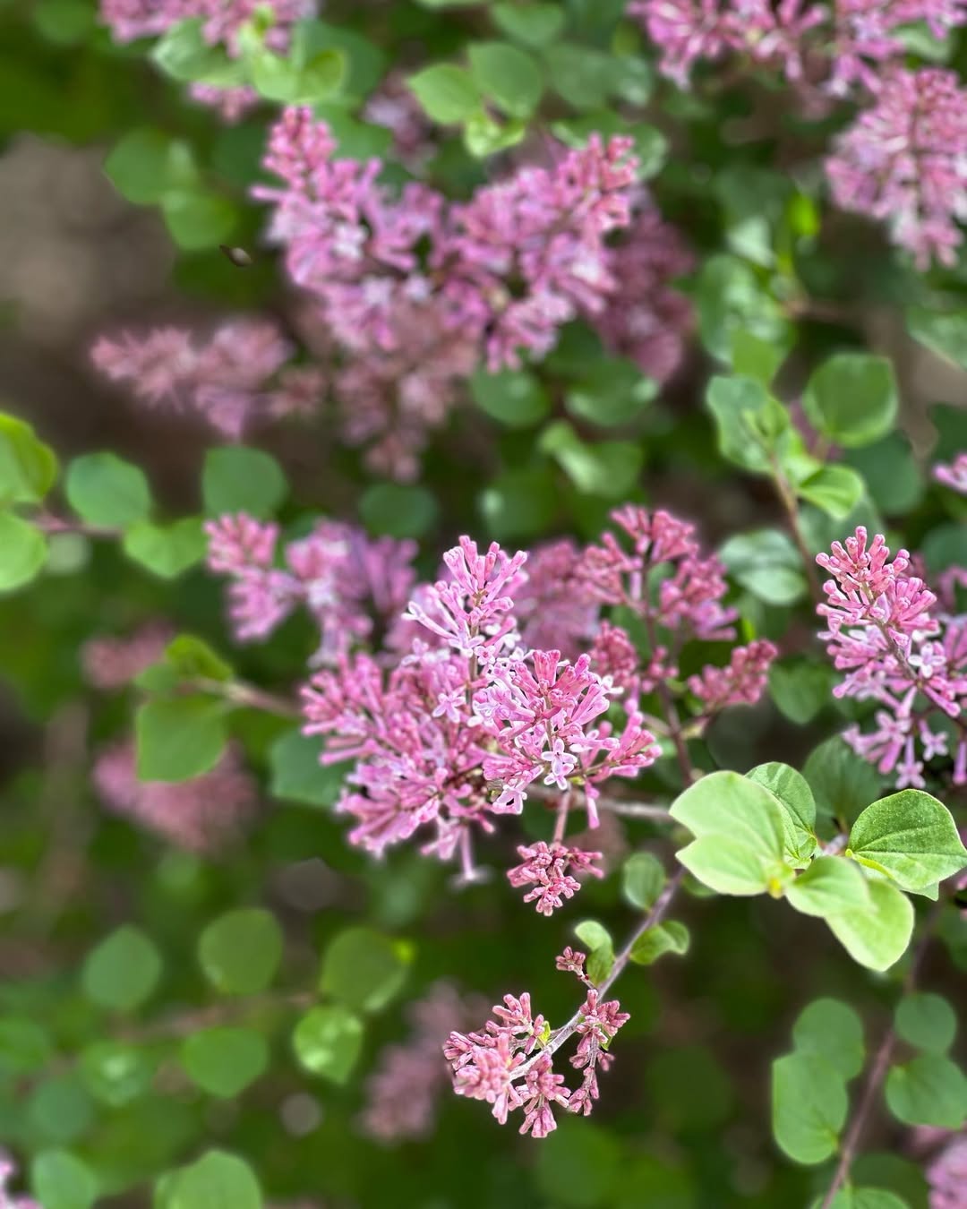 Dwarf Korean Lilac (Syringa meyeri ‘Palibin’)