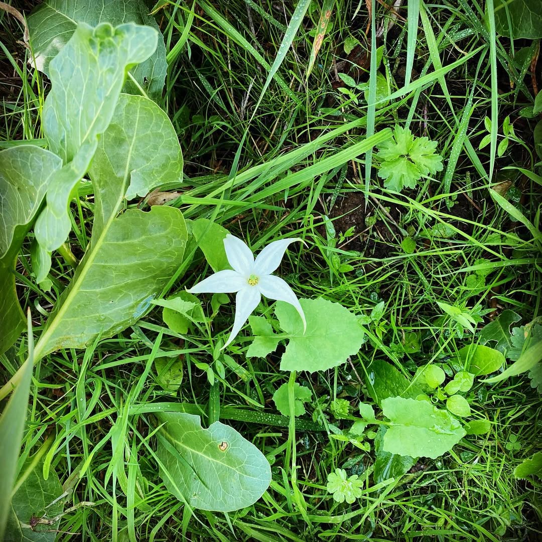 Jaborosa - flowers starting with J