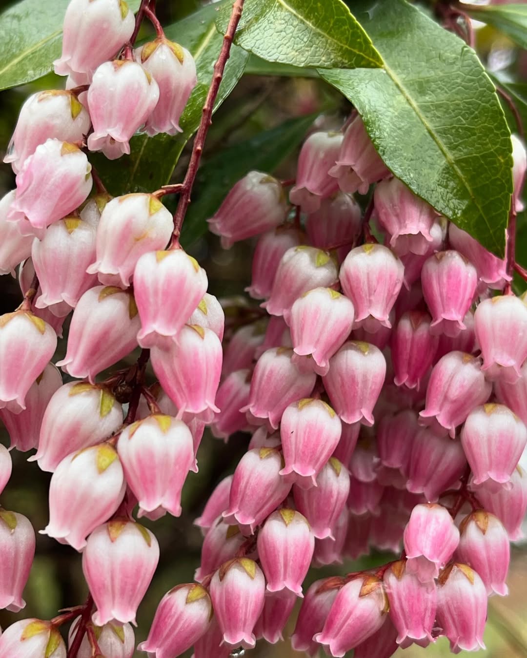 Japanese Andromeda - flowers starting with J