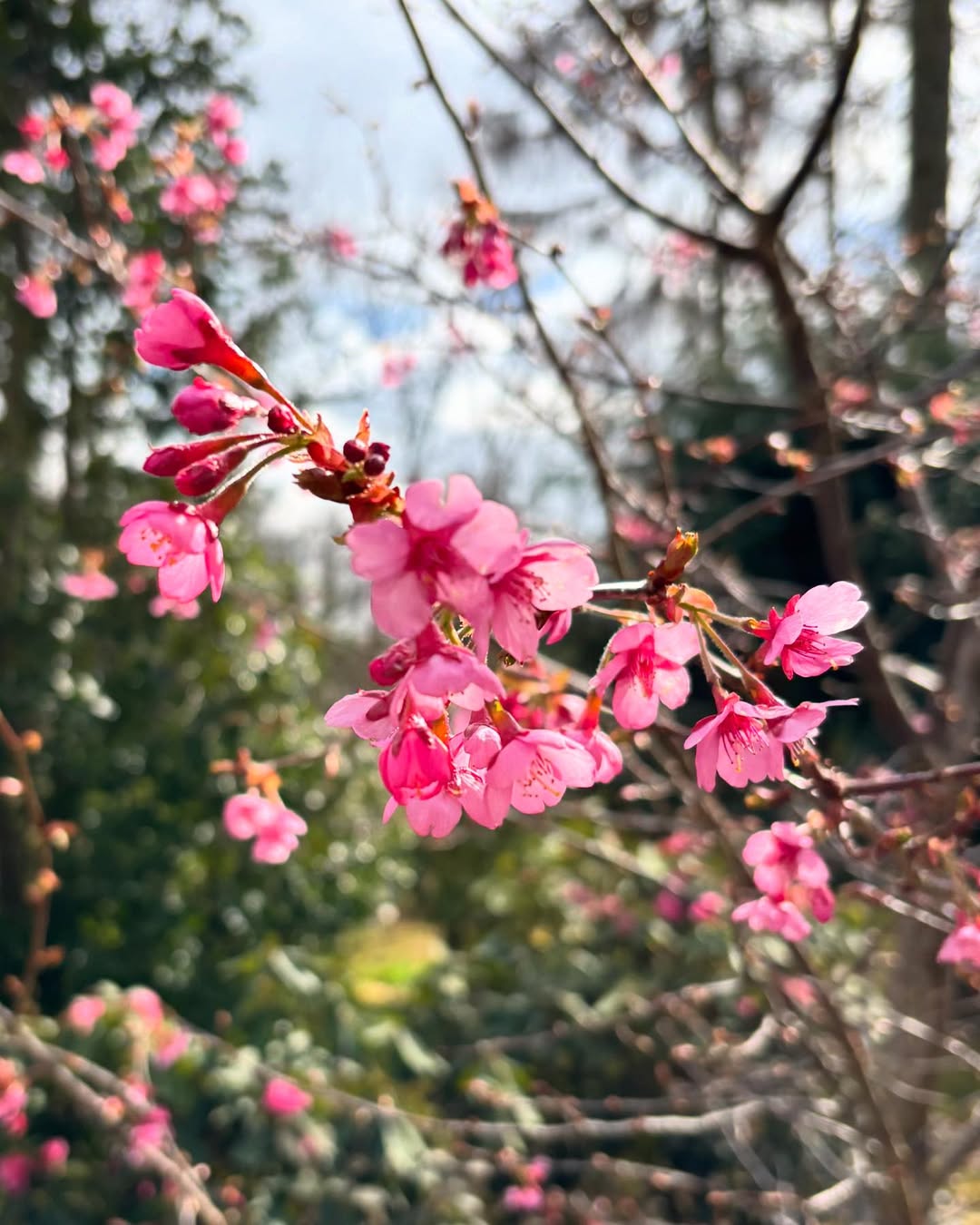 Japanese Cherry Blossom - flowers starting with J