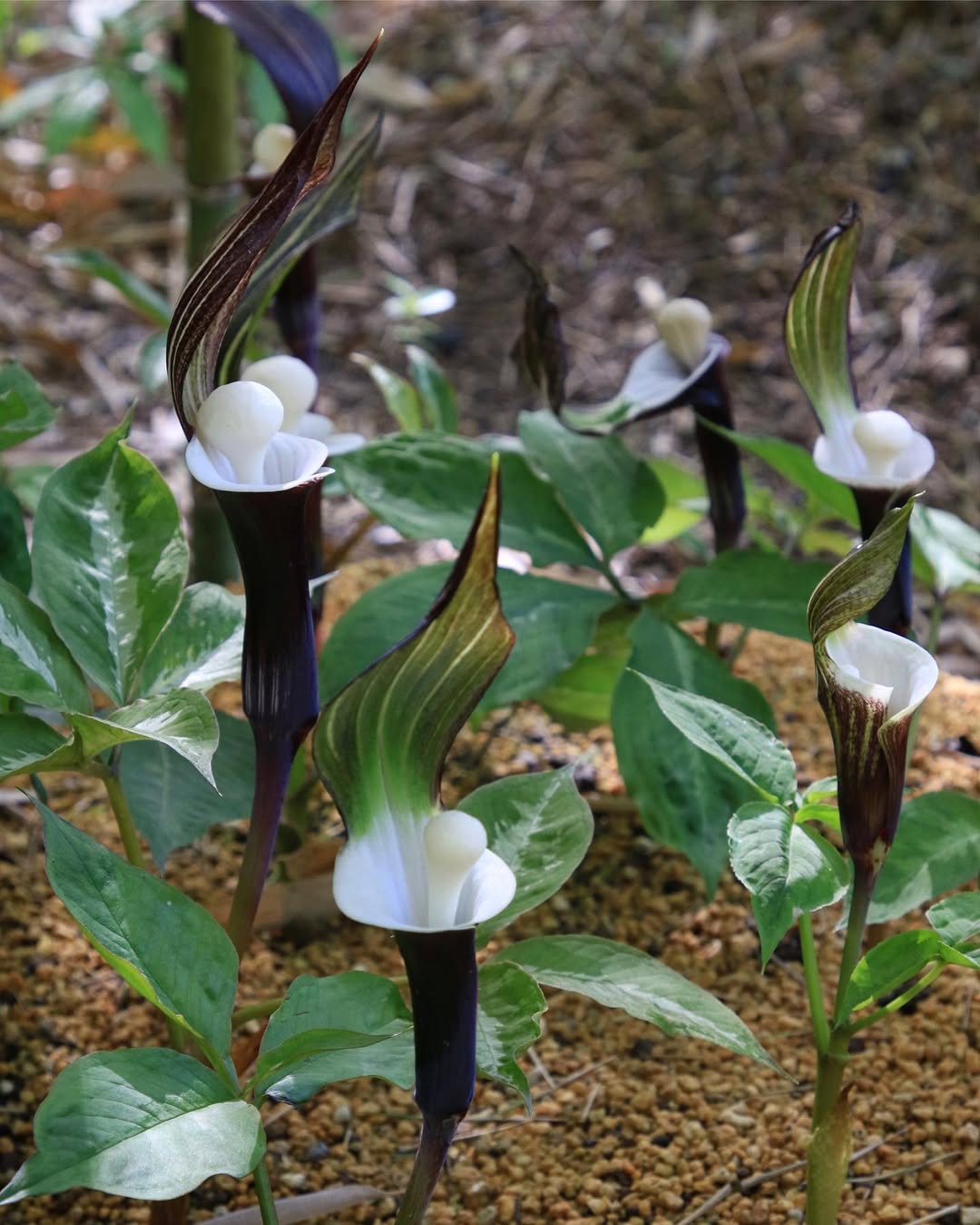 Japanese Cobra Lily - flowers starting with J