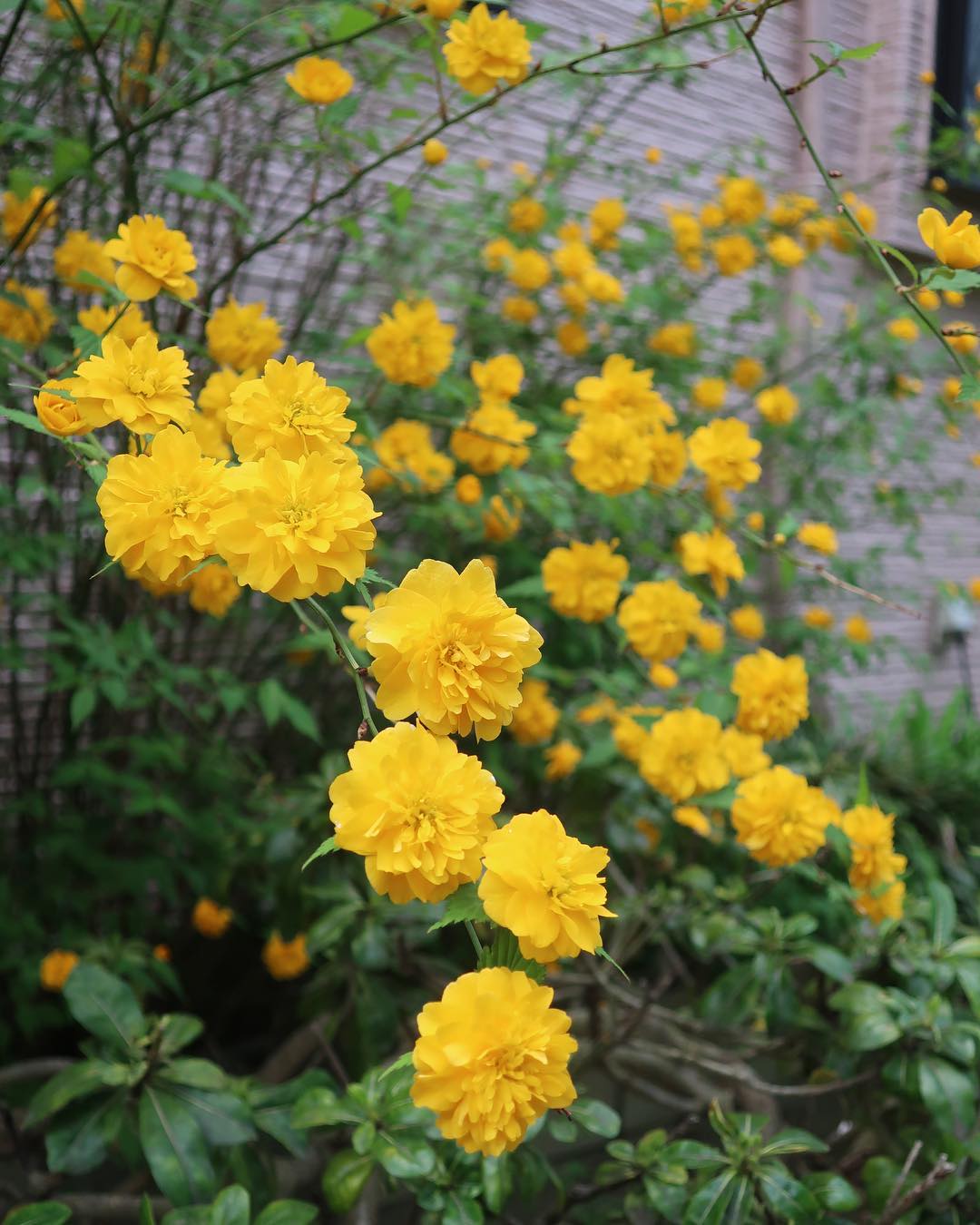 Japanese Kerria - flowers starting with J