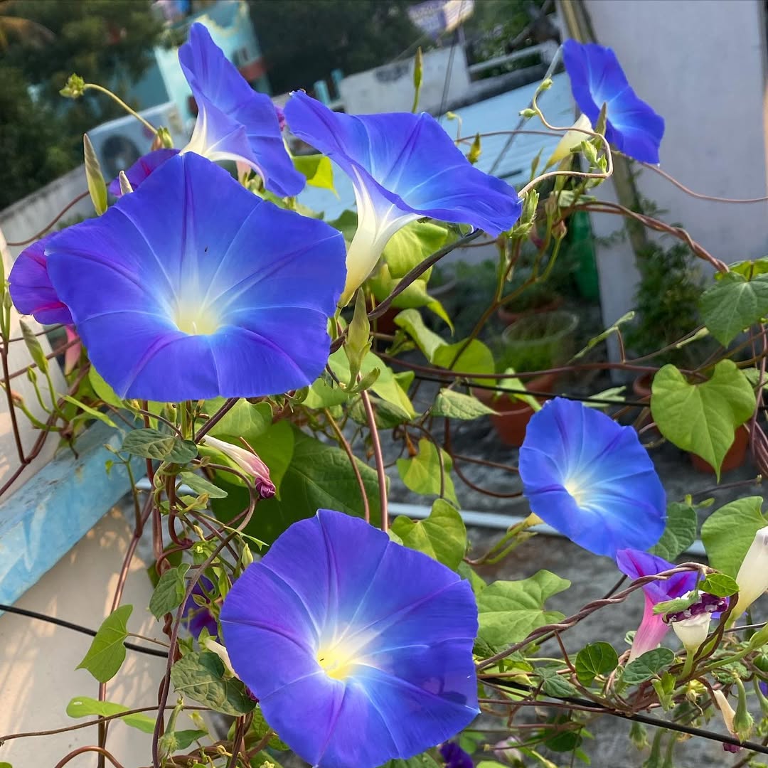Japanese Morning Glory - flowers starting with J
