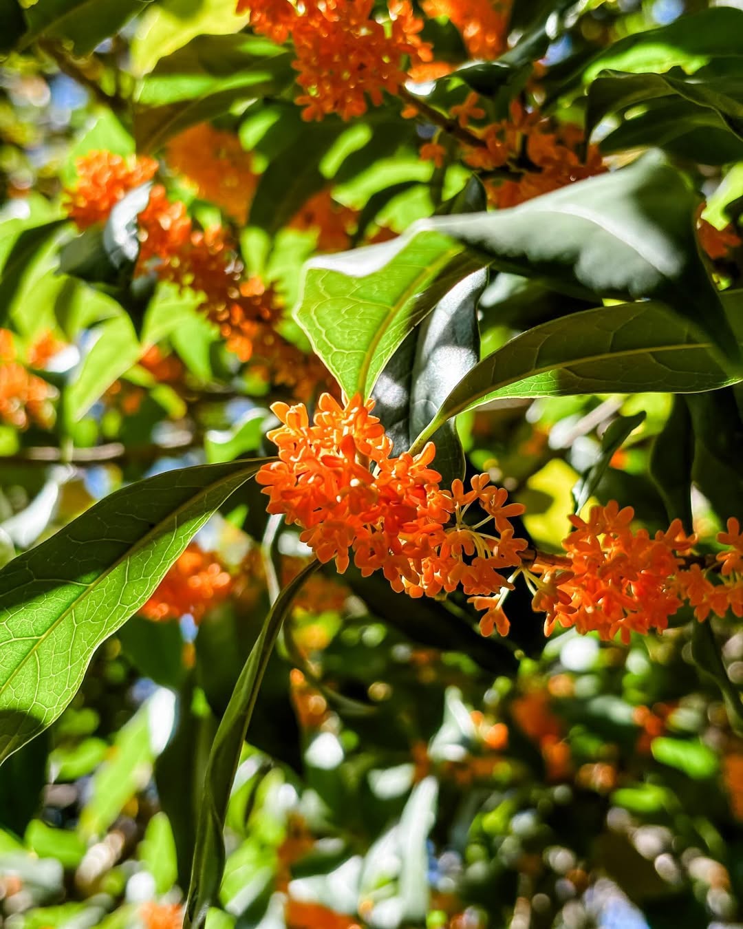 Japanese Orange Osmanthus - flowers starting with J