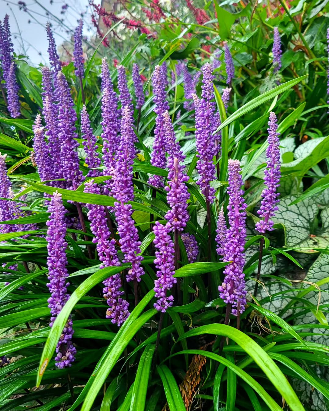 Liriope (Liriope muscari)