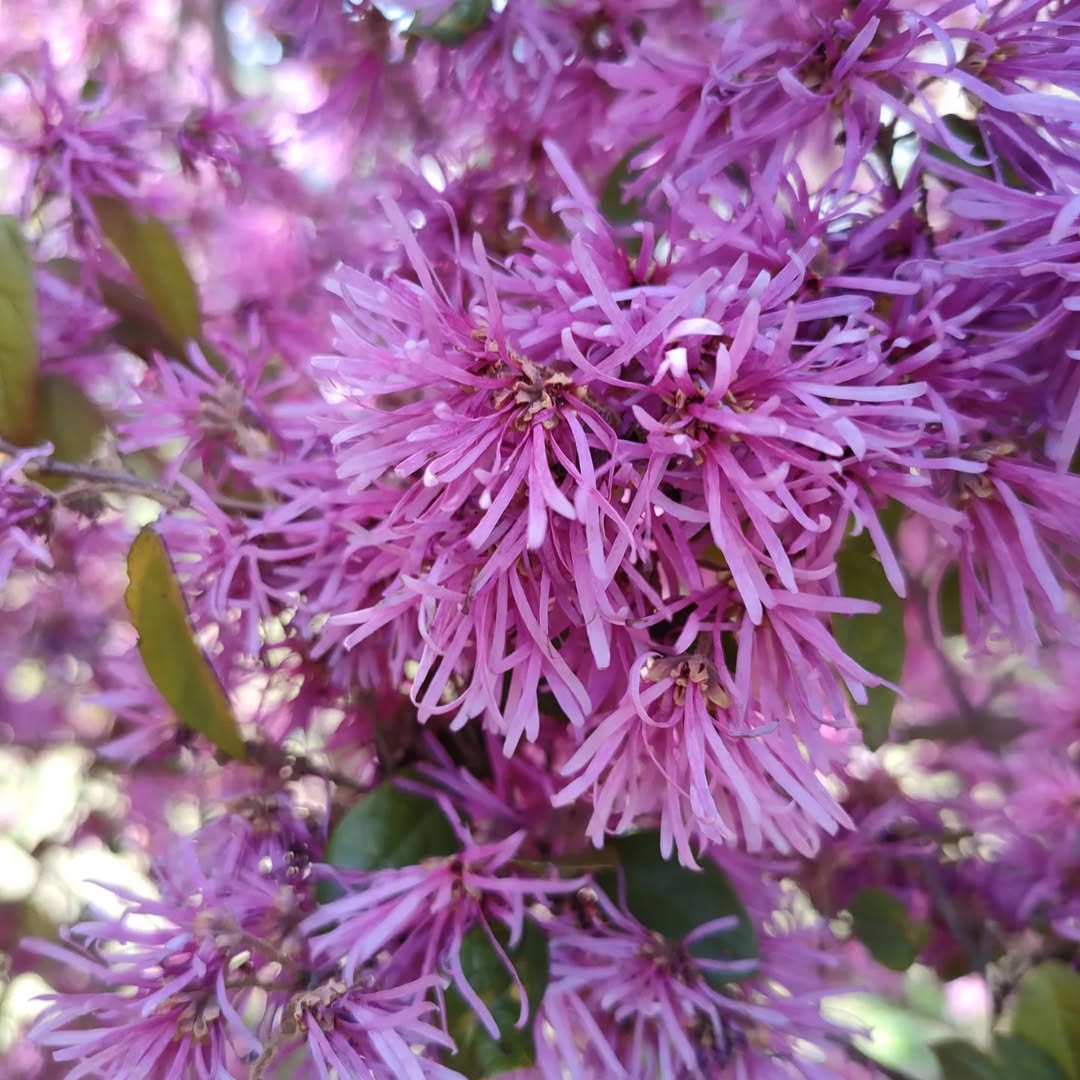 Loropetalum chinense var. rubrum - Chinese fringe flower.