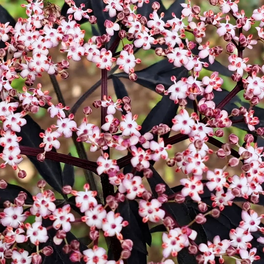 Pink Elderberry (Sambucus nigra ‘Eva’)