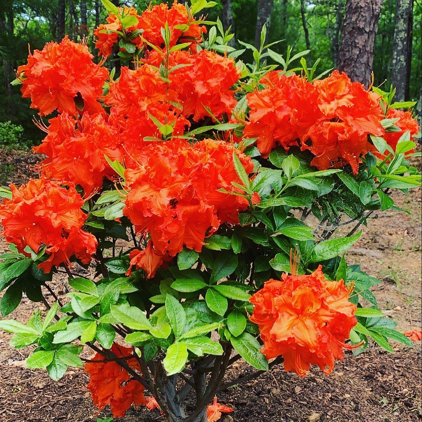 Orange Azalea