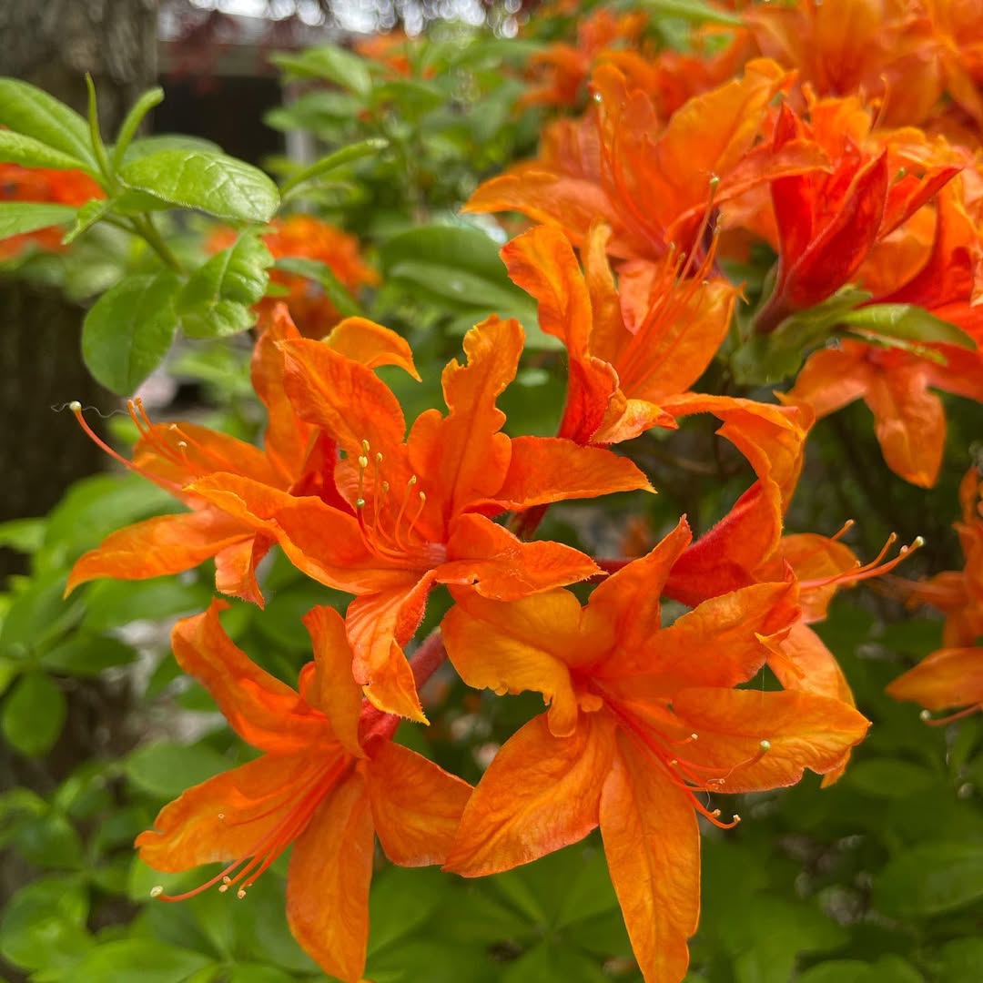 Orange Azalea