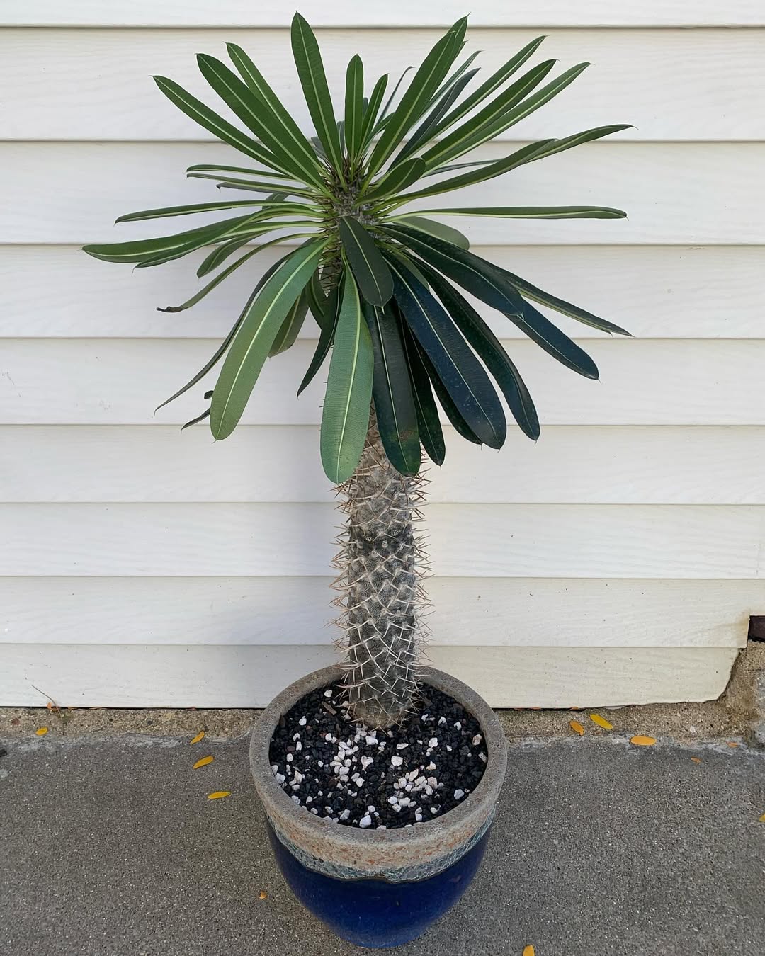 Pachypodium lamerei, commonly known as the Madagascar Palm