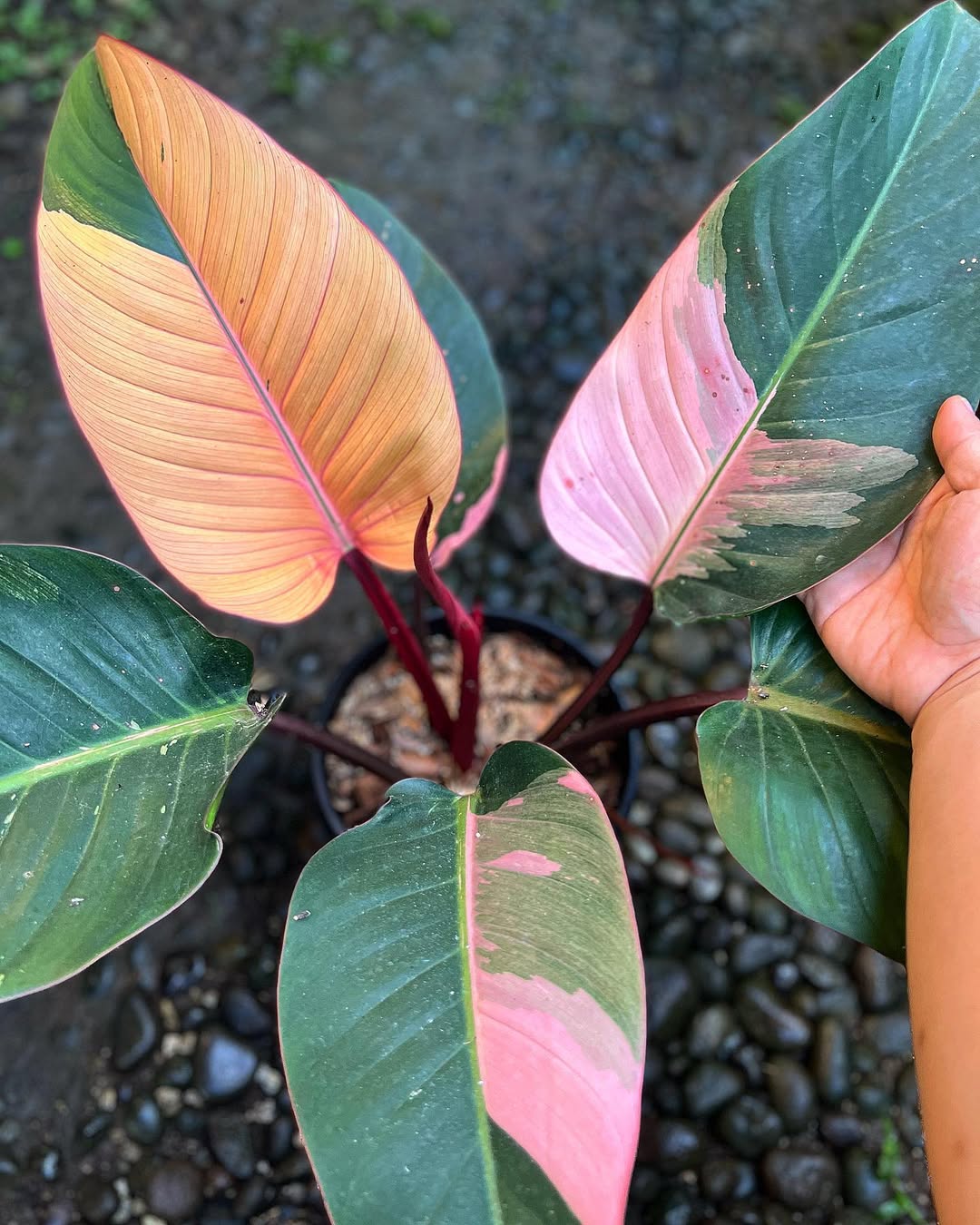 What is a Philodendron Red Congo?