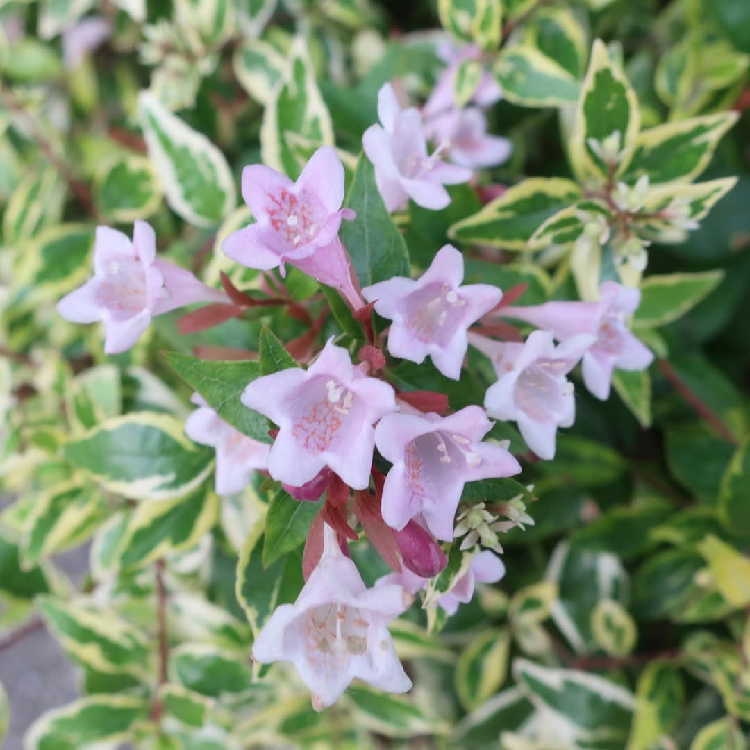 Pink Abelia (Abelia x grandiflora ‘Edward Goucher’)