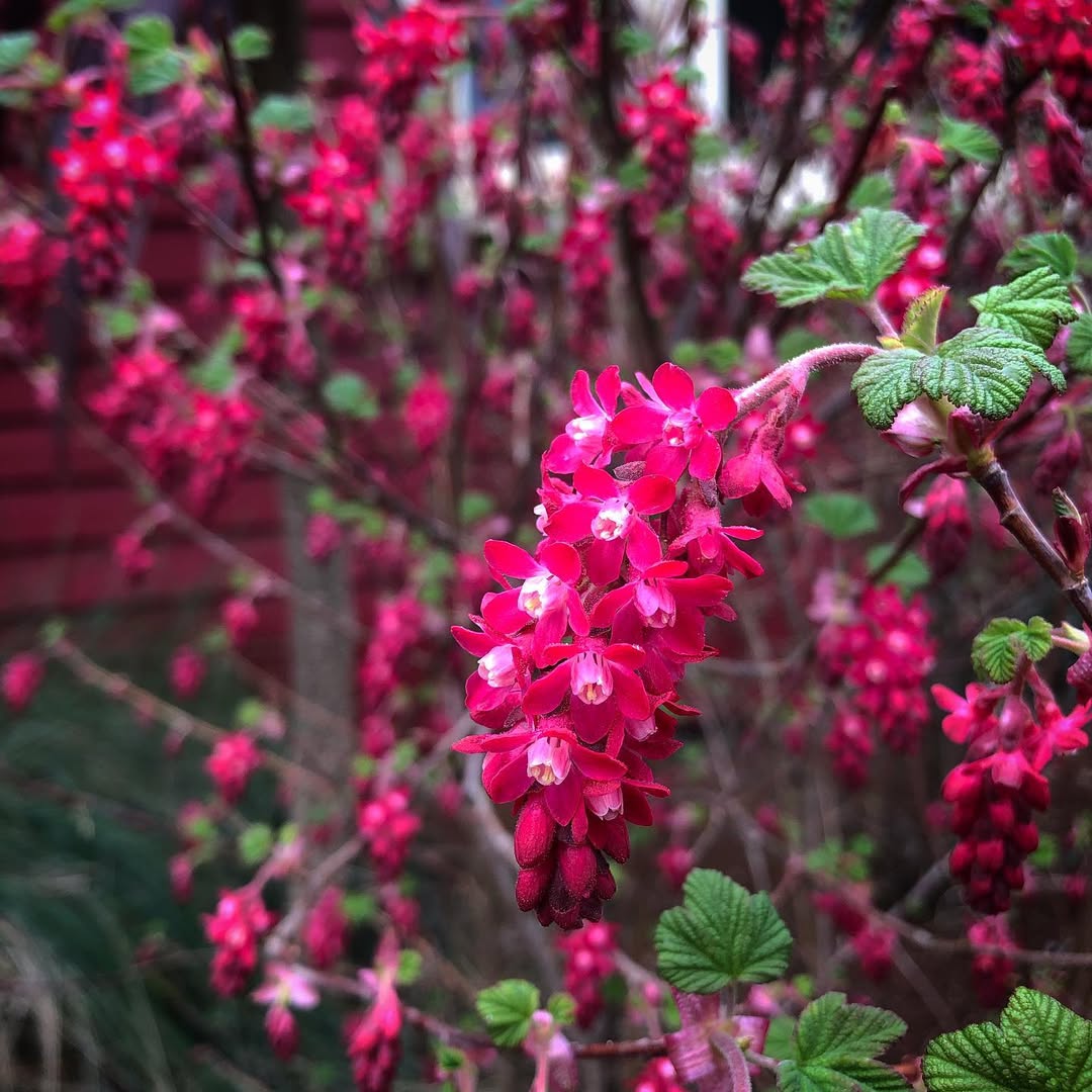 Pink Flowering Currant (Ribes sanguineum)