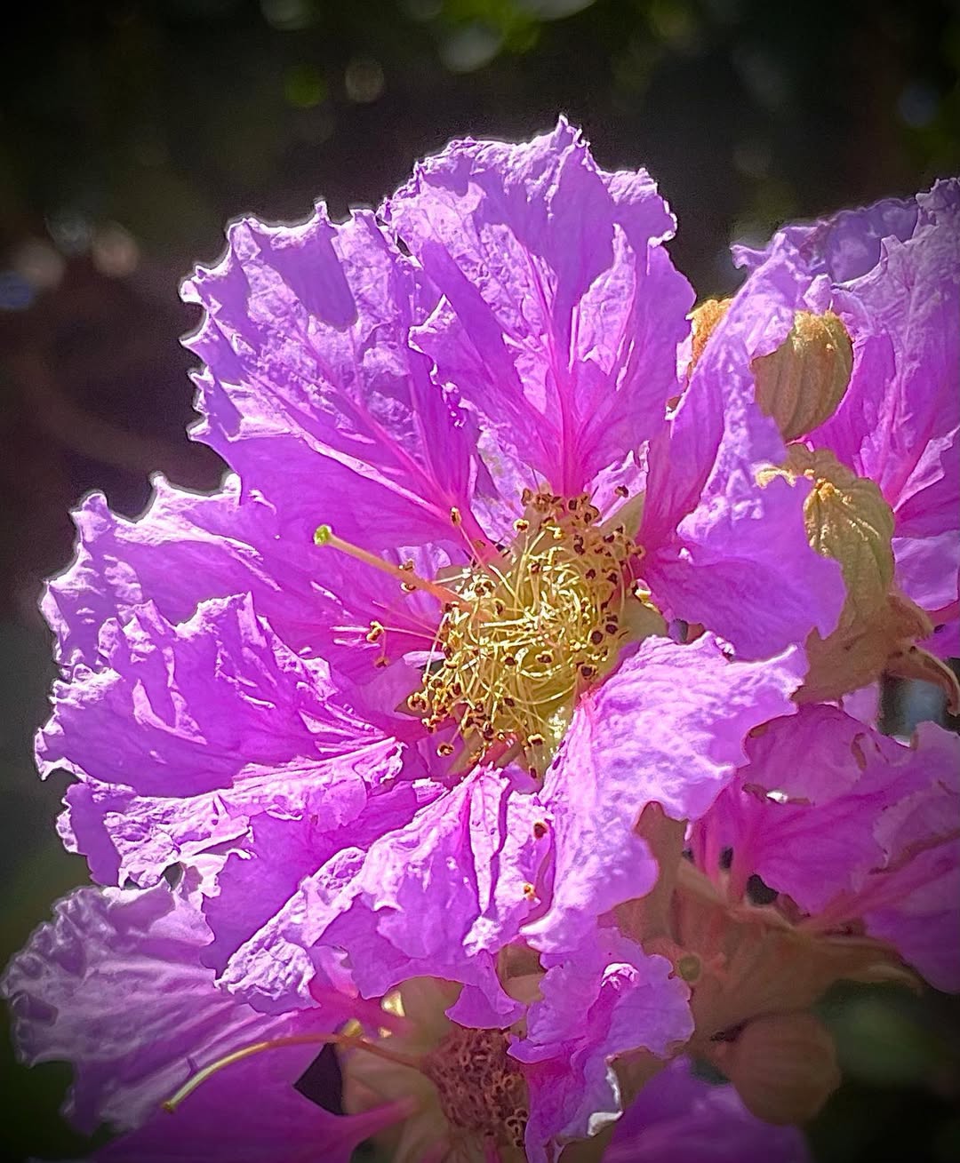 Pink Velour Crape Myrtle (Lagerstroemia indica ‘Pink Velour’)