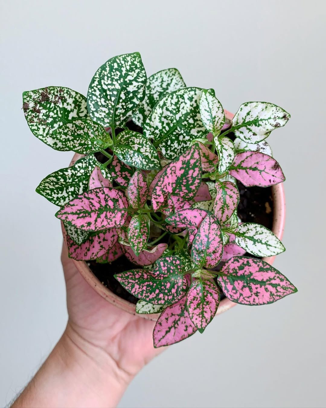 Polka Dot Plant (Hypoestes Phyllostachya)