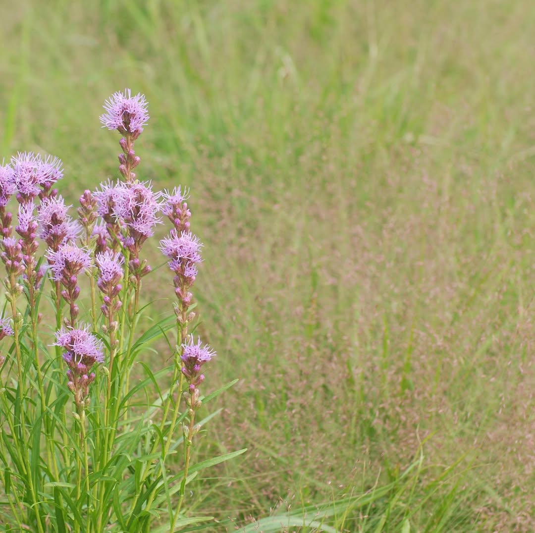 Purple Love Grass (Eragrostis spectabilis)