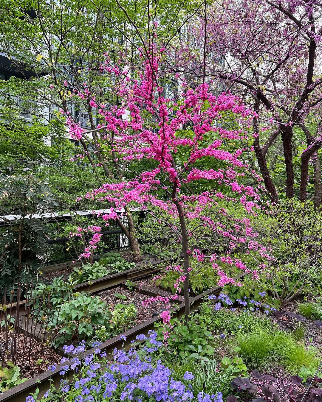 Redbud (Cercis canadensis)