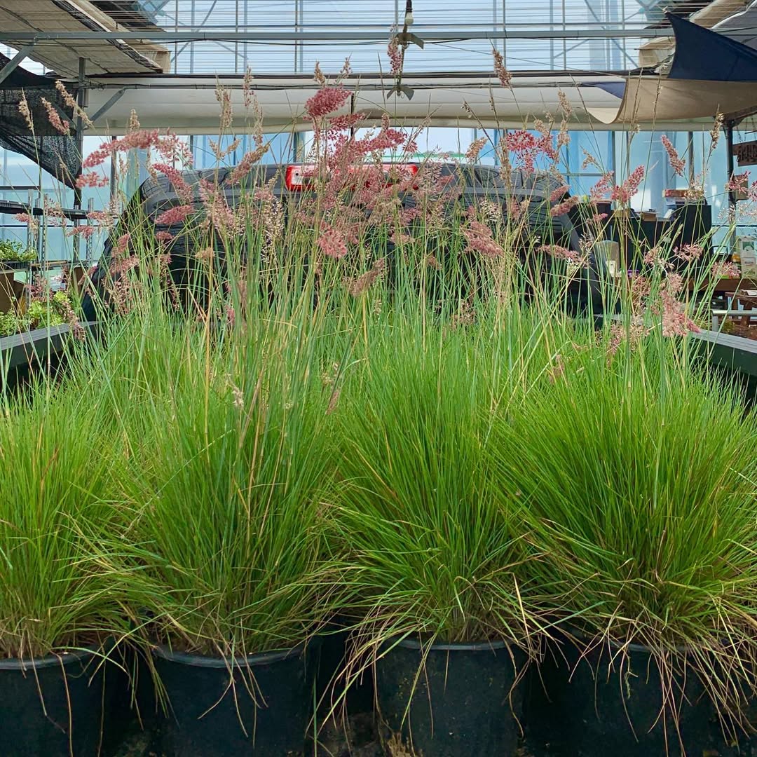 Ruby Grass (Melinis nerviglumis)