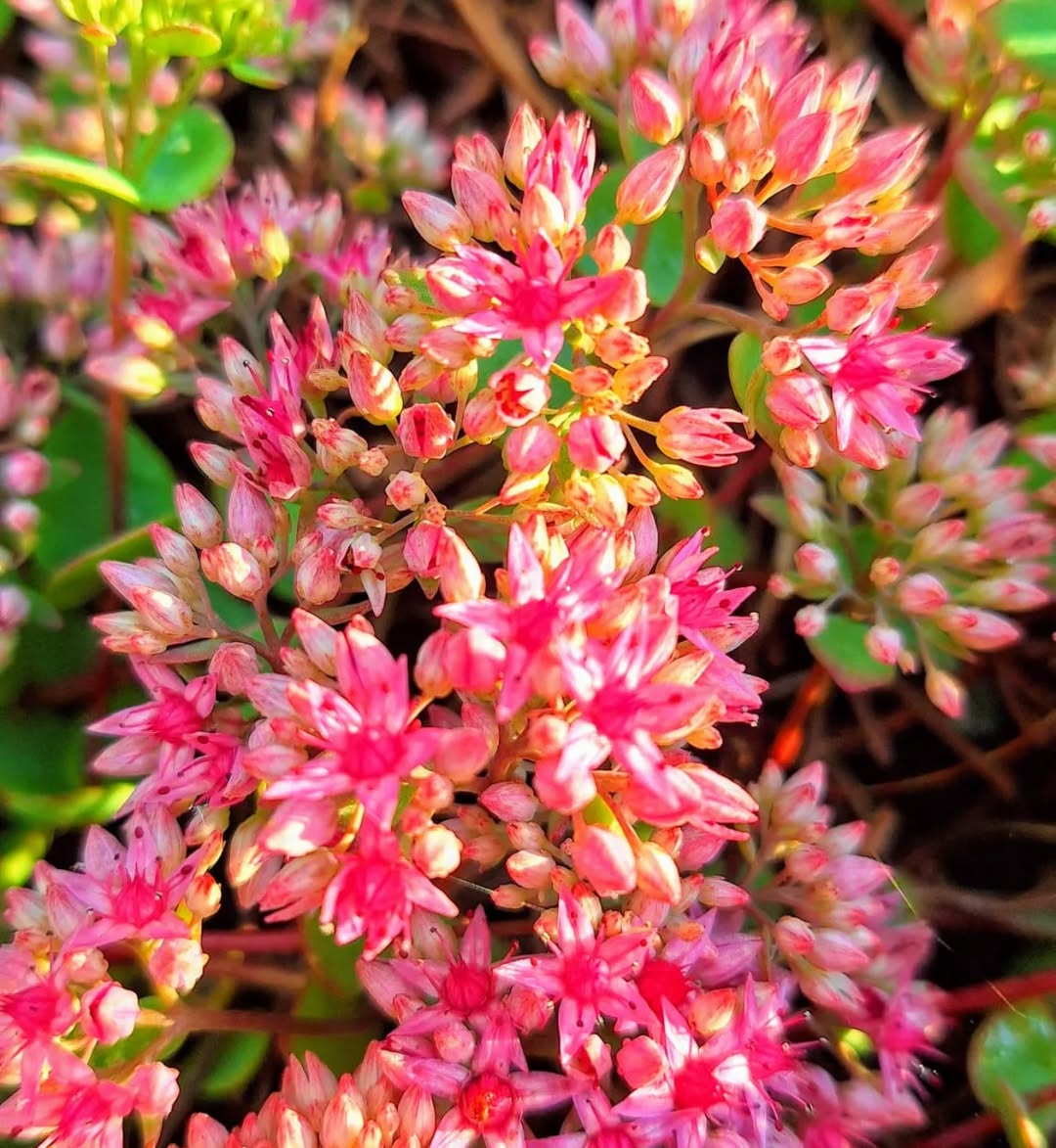 Sedum spurium