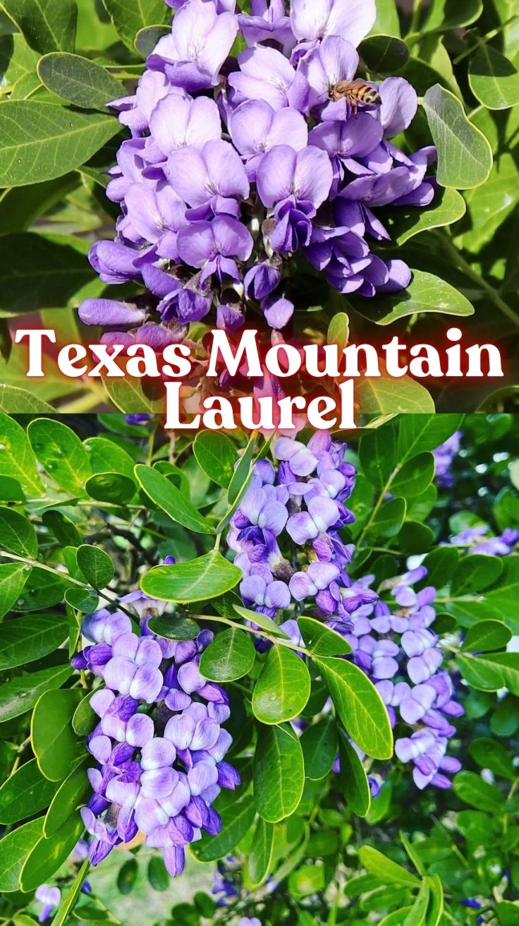 Texas Mountain Laurel