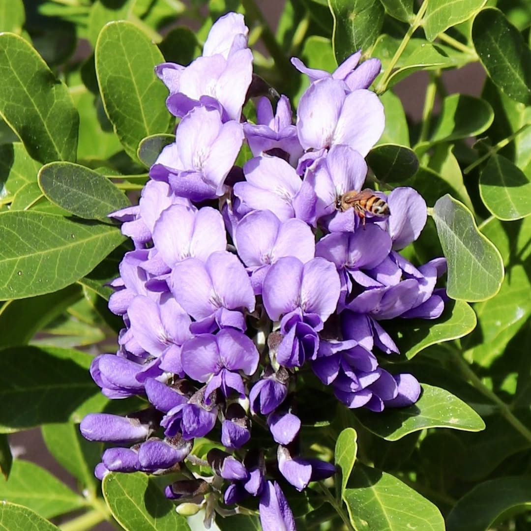 Texas Mountain Laurel