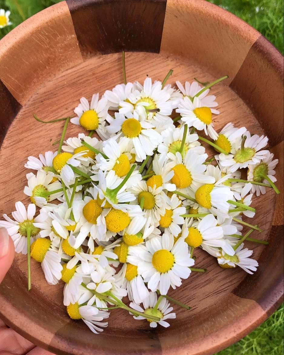 #germanchamomile