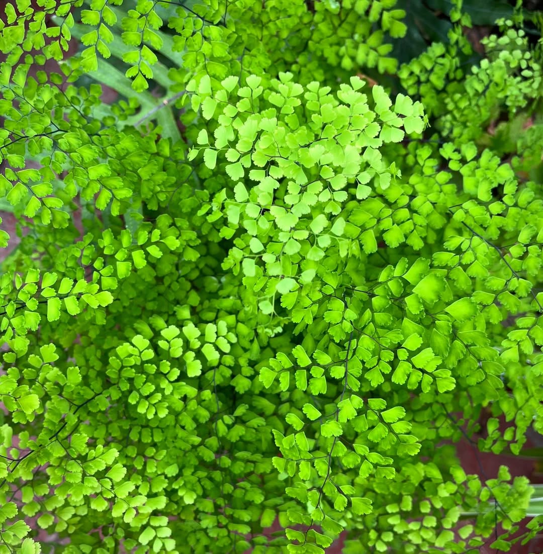 maidenhairfern