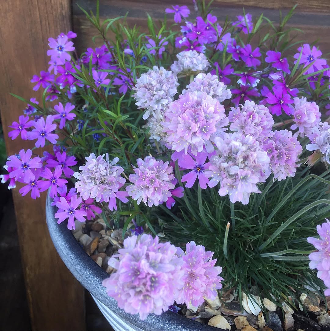 11. Creeping Phlox (‘Candy Stripe’)
