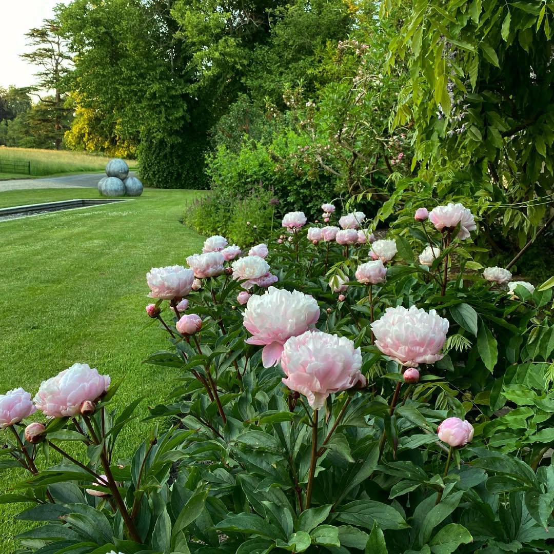 4. Peony (‘Sarah Bernhardt’)