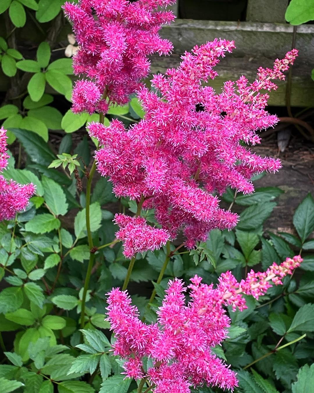 Astilbe (‘Bridal Veil’)