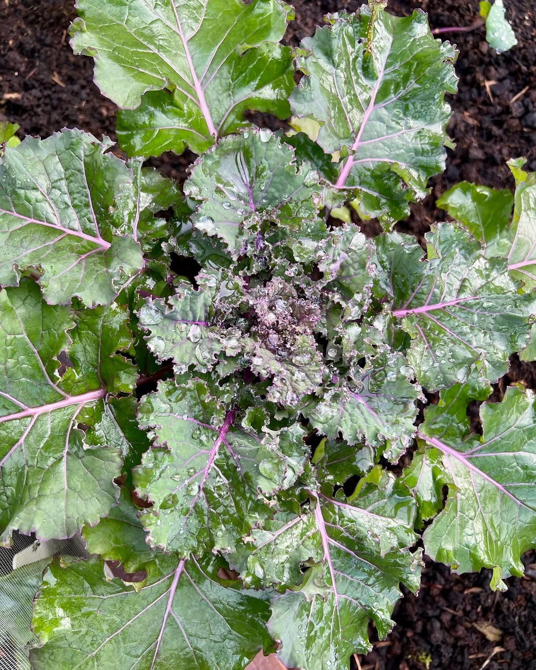 Brassicas (Cabbage, Broccoli)