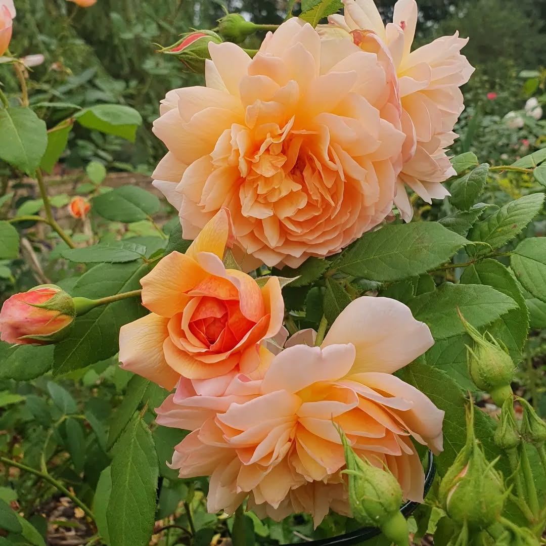 What Is the Grace Auskeppy Rose? Grace Rose