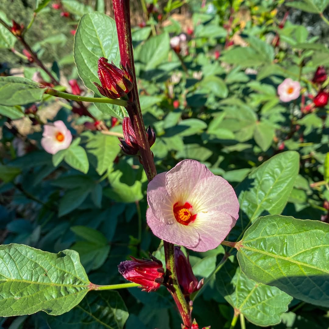 Hibiscus sabdariffa