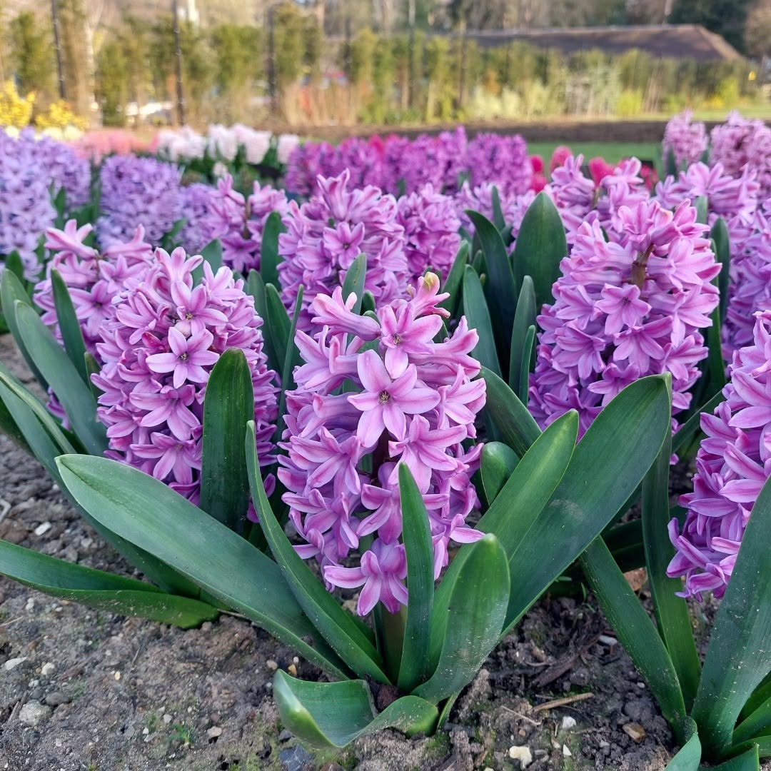 Hyacinthus orientalis