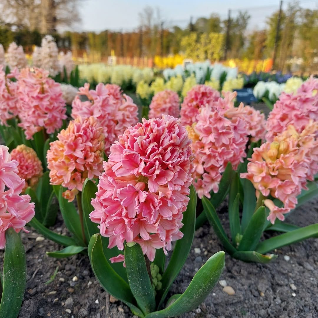 Hyacinthus orientalis