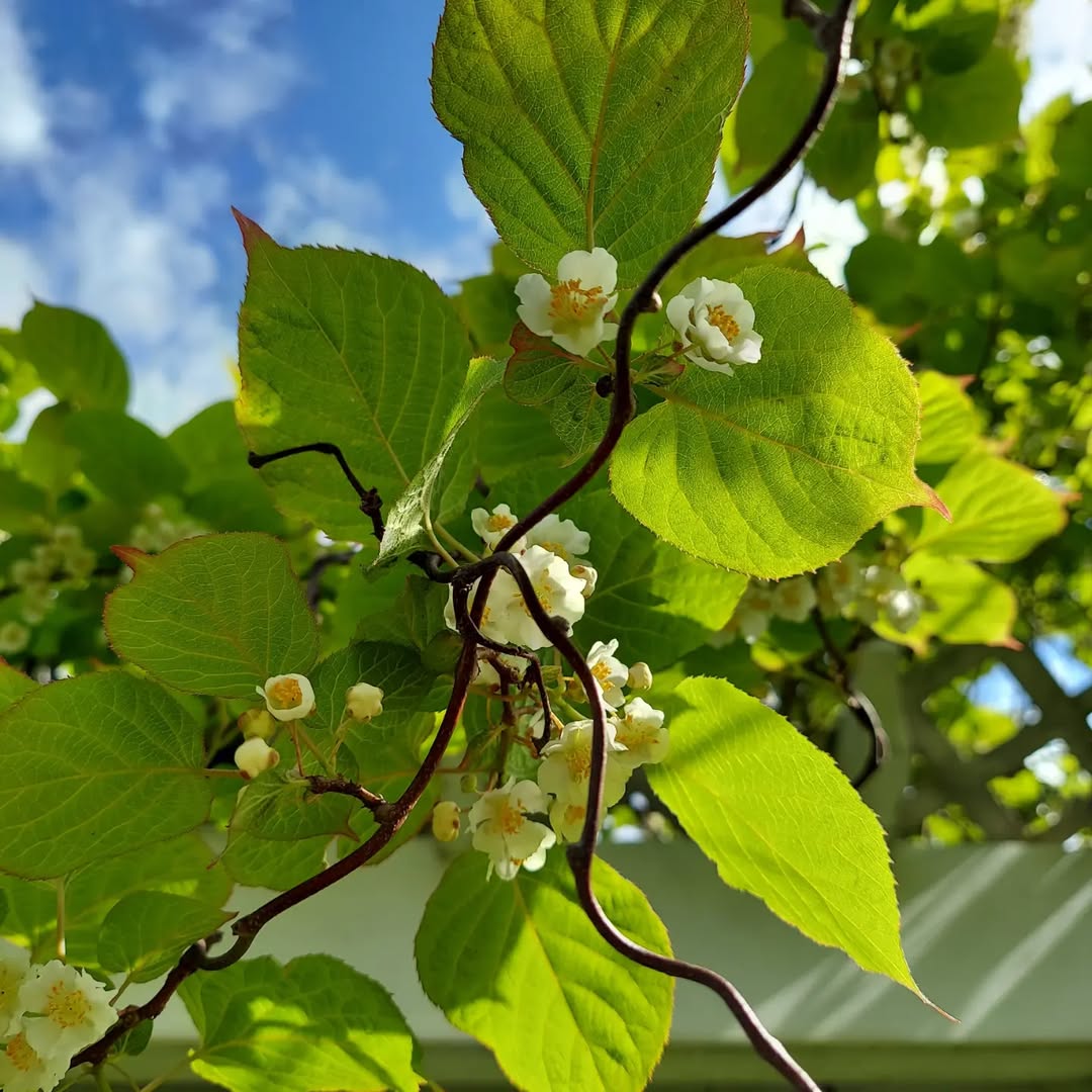 Kiwi Vine
