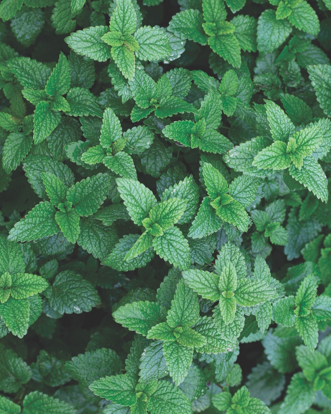 Lemon Balm (Melissa officinalis)