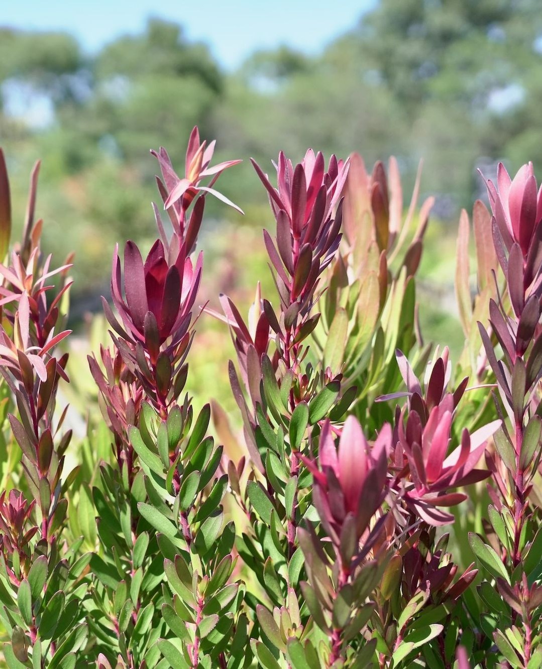 Leucadendron