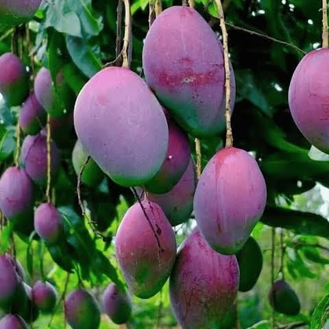 Miyazaki mango was originally grown in Miyazaki city in Japan