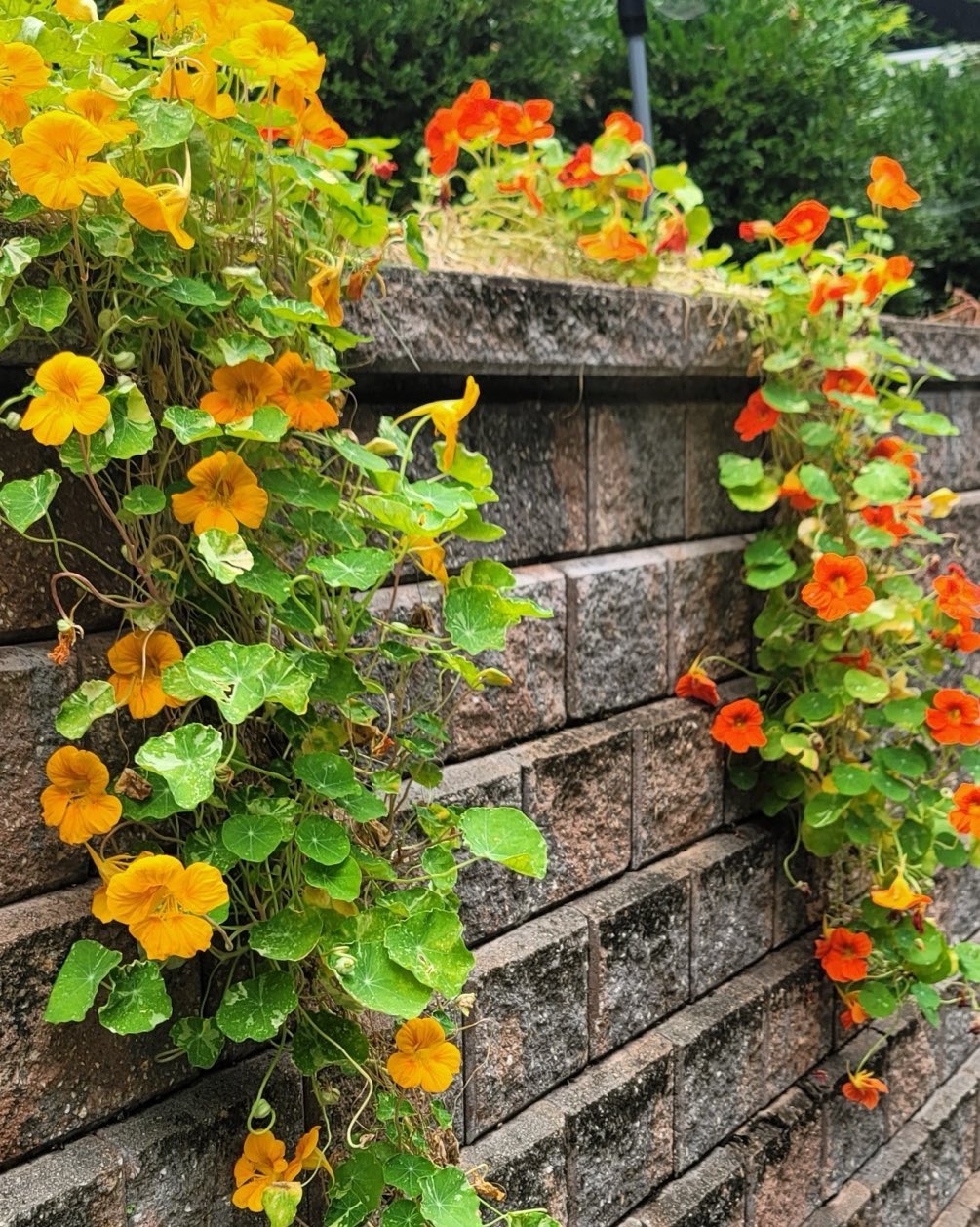 Nasturtiums