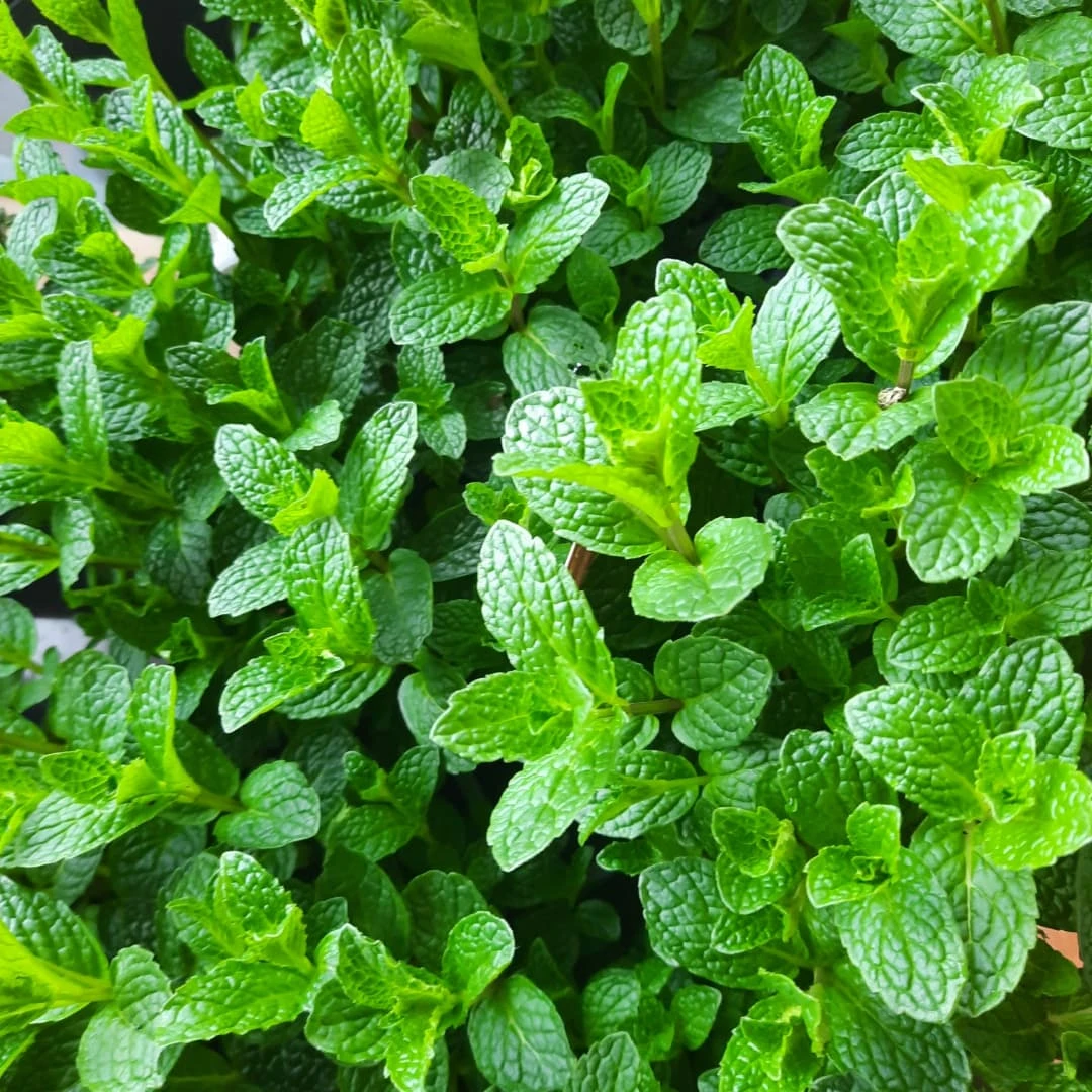 Peppermint (Mentha × piperita)
