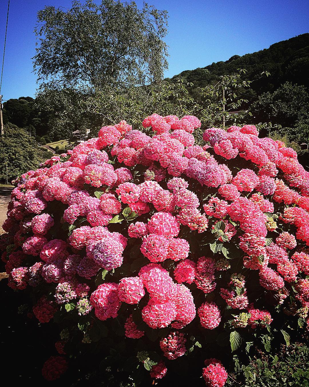 What Is Cercis canadensis