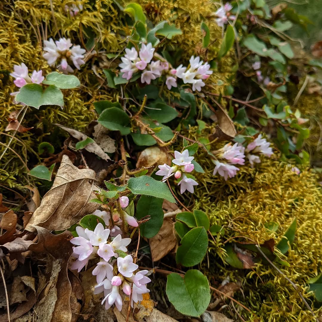 Trailing Arbutus