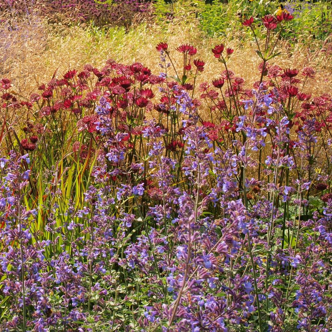 Tufted Hair Grass (Deschampsia cespitosa)