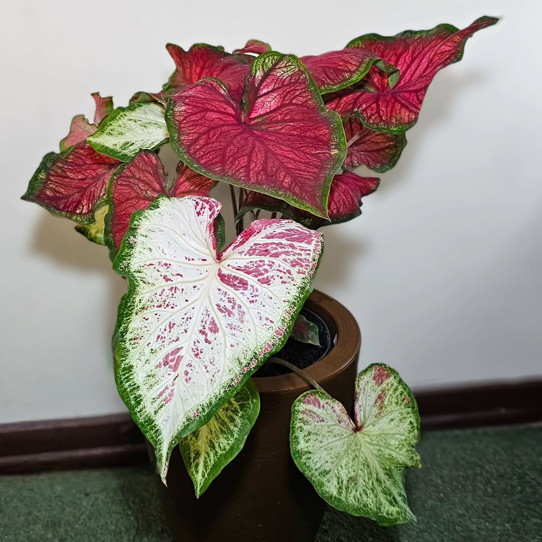 What Are Caladiums