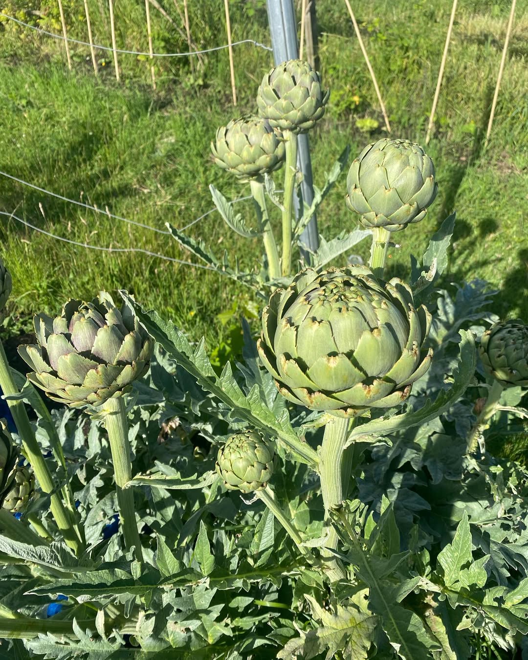 What is Cardoon